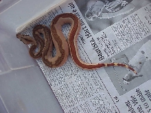male probable super hypo - SOLD
