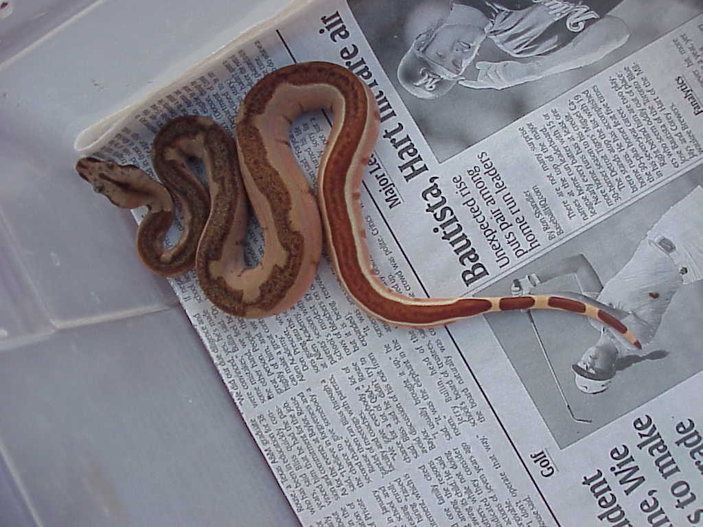 male probable super hypo - SOLD