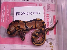 Female 100% het albino - SOLD
