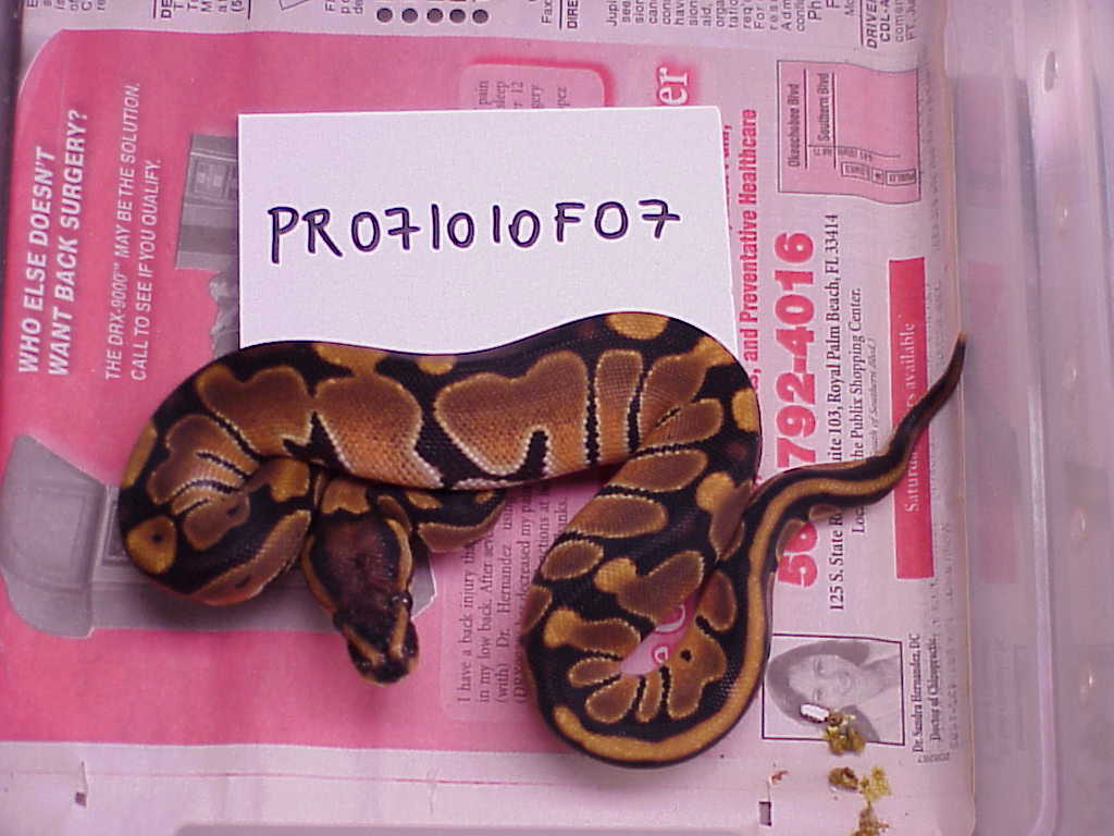 Female 100% het albino - SOLD
