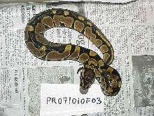 Female 100% het albino - F03 - SOLD