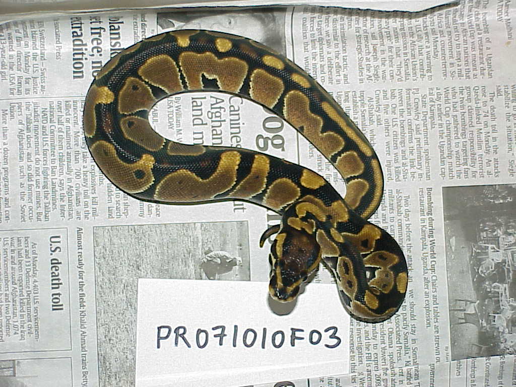 Female 100% het albino - F03 - SOLD