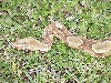 Sire - head and connected saddles on neck