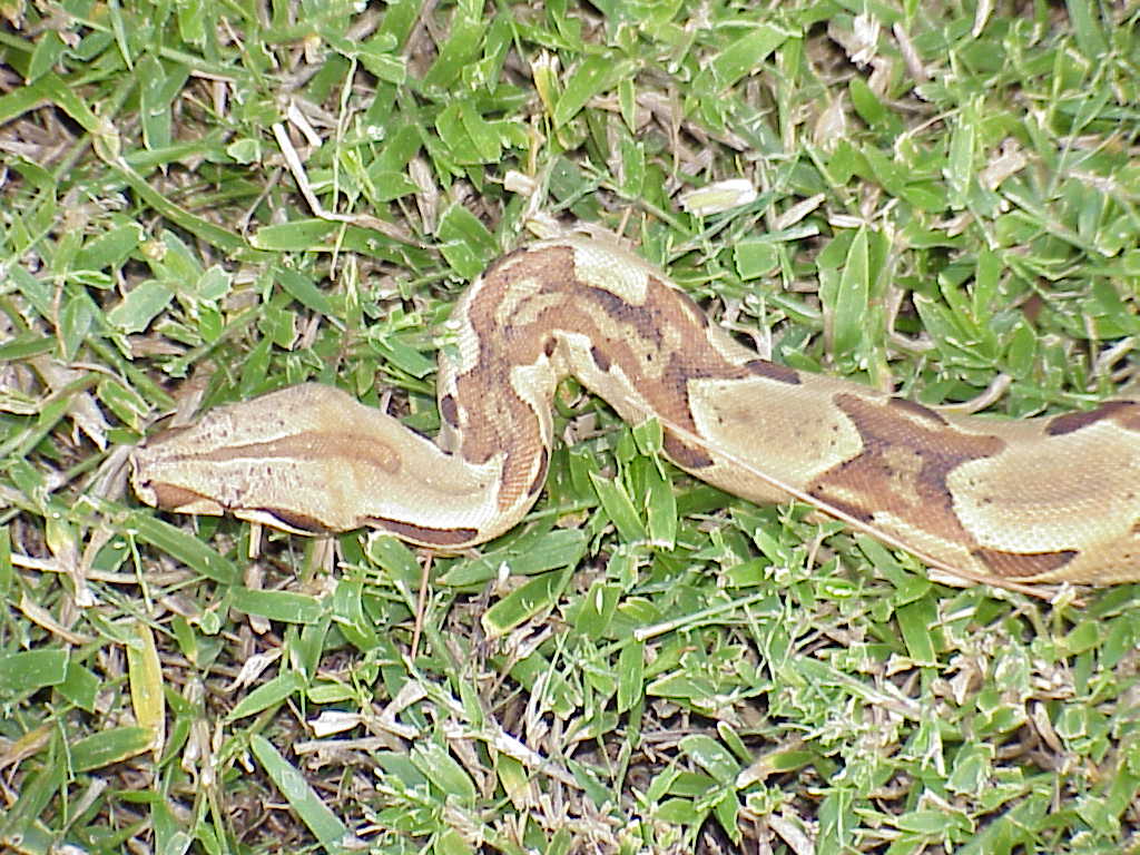 Sire - head and connected saddles on neck