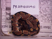 Male 100% het albino - M01 - SOLD
