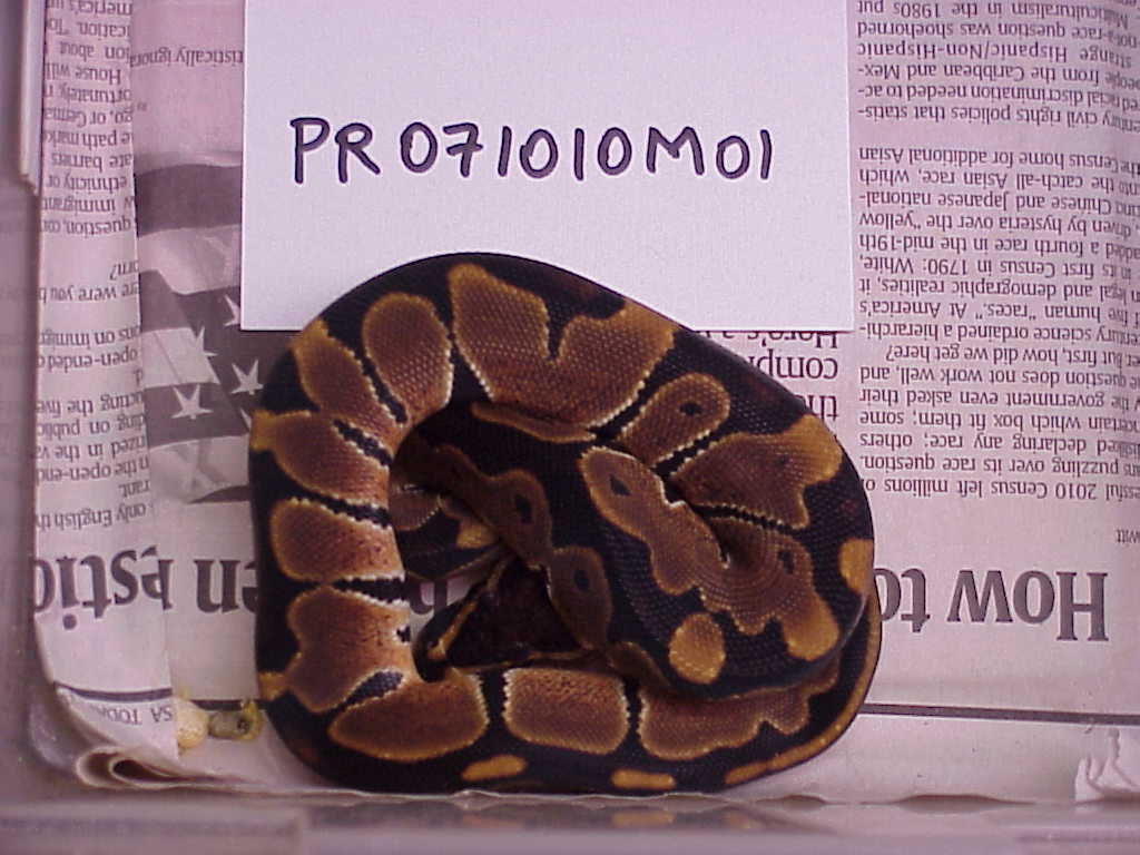Male 100% het albino - M01 - SOLD