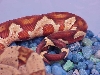 Male hypo - tail close up - $75