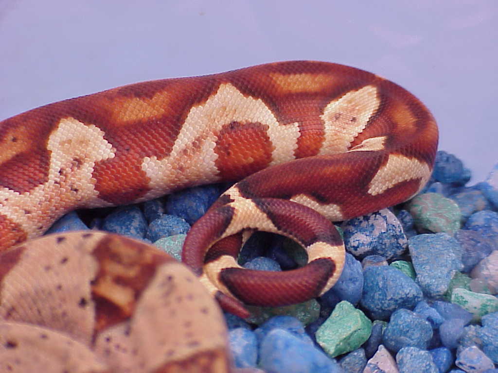 Male hypo - tail close up - $75