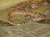 Male striped tail - possible super hypo - $250