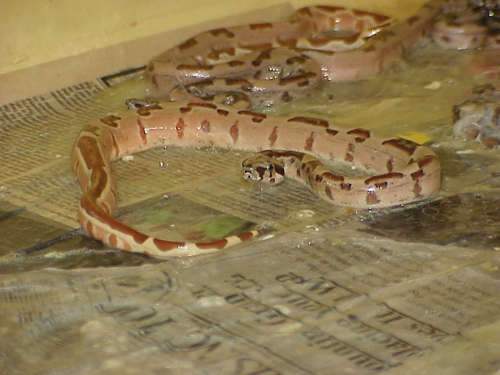 Male striped tail - possible super hypo - $250