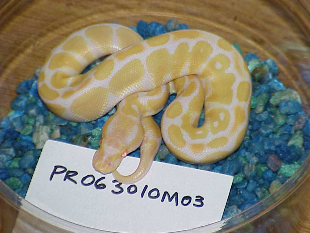 Male #3 - SOLD