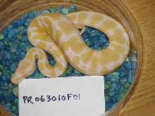 Female #1 - 105 grams as of 12/06