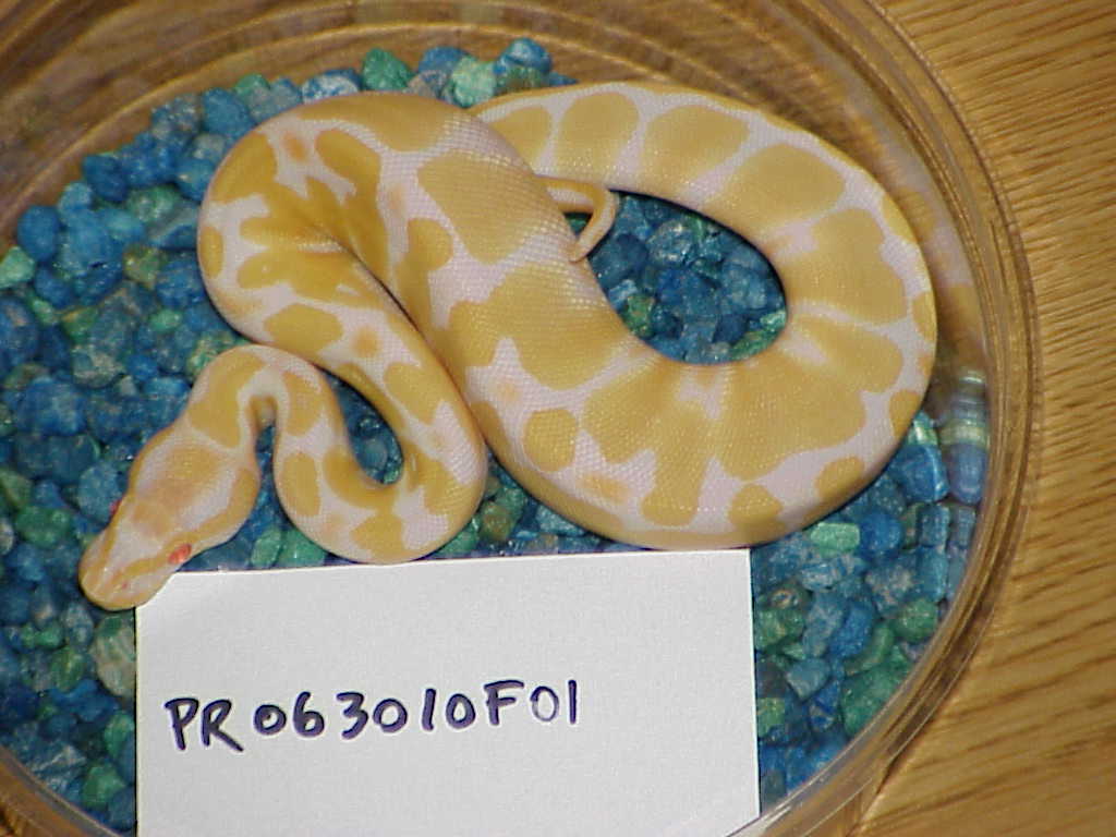 Female #1 - 105 grams as of 12/06