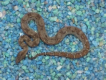 Dwarf Central American boa - striped tail