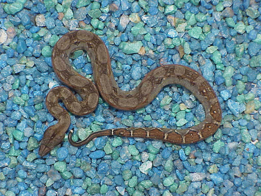 Dwarf Central American boa - striped tail