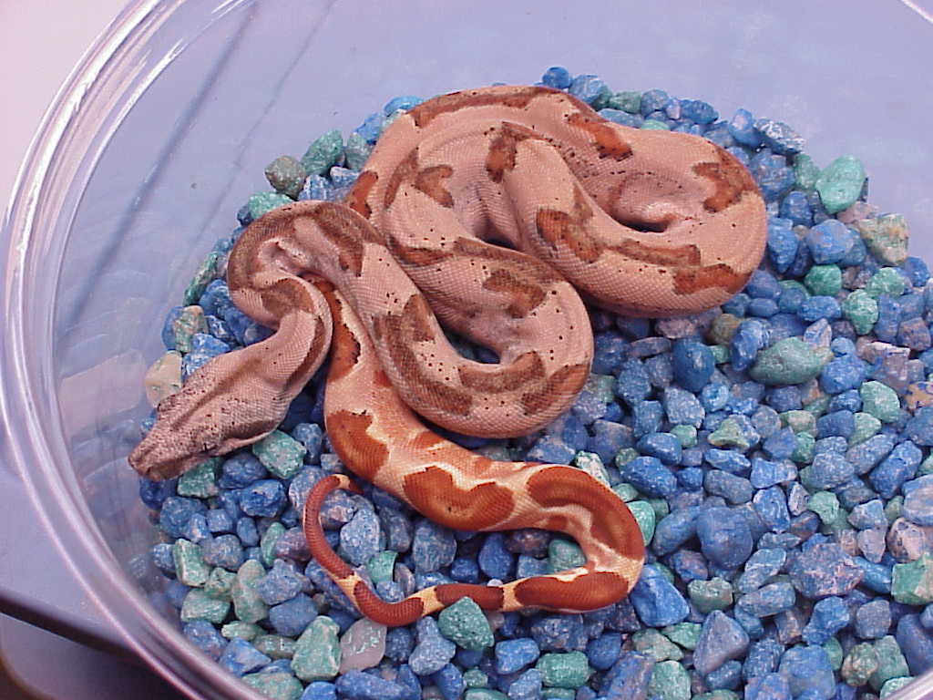 Female hypo probable super - $200