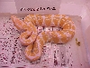 Female #2 - 158 grams as of 12/06 - HOLD BACK