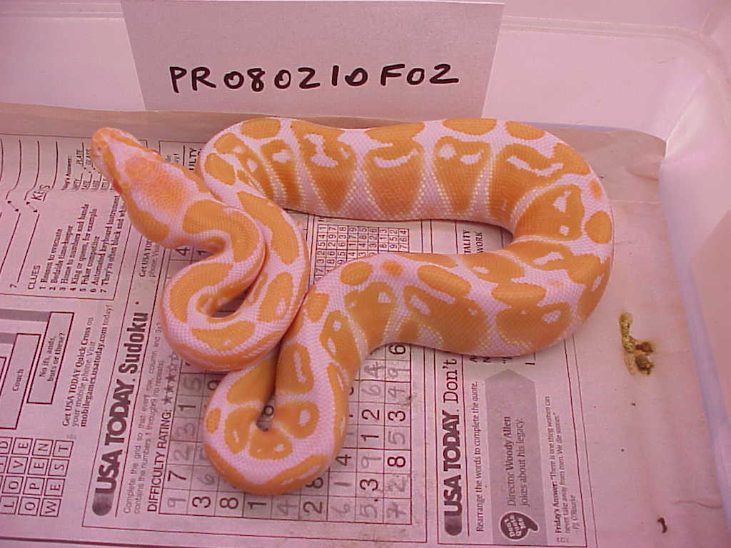 Female #2 - 158 grams as of 12/06 - HOLD BACK