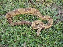 Sire - full body shot
