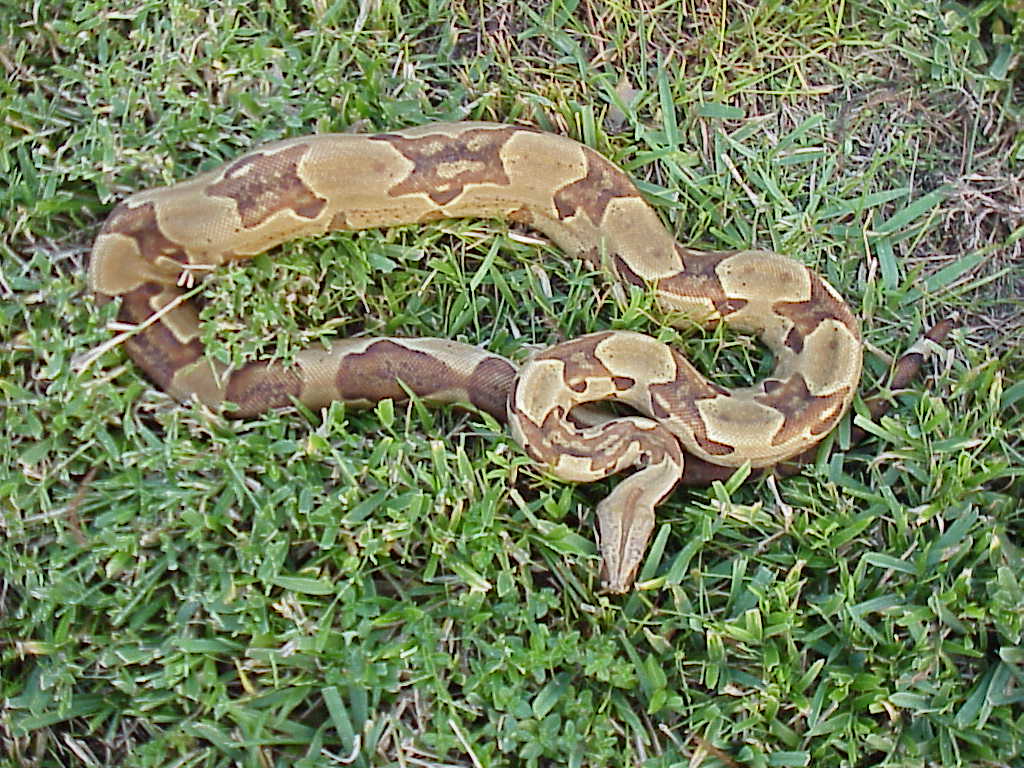 Sire - full body shot