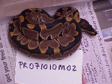 Male 100% het albino - SOLD