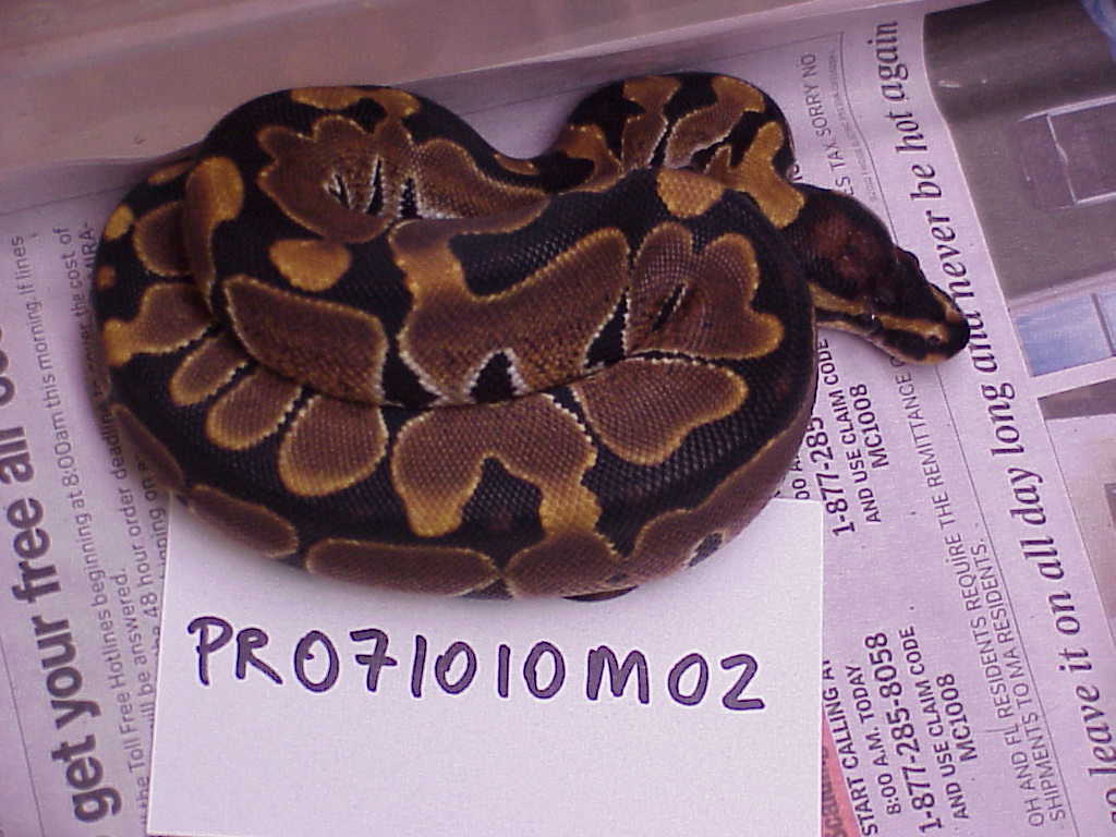 Male 100% het albino - SOLD