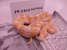 Male #2 - 125 grams as of 12/06
