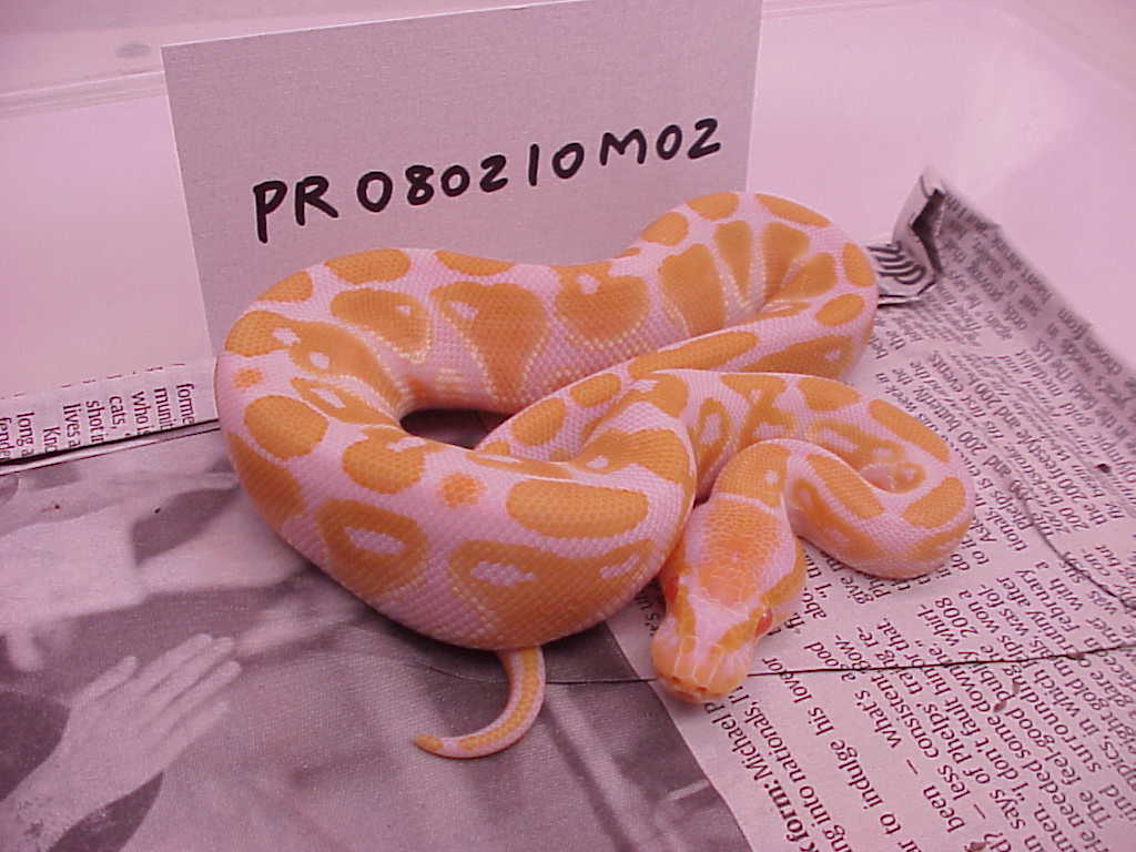 Male #2 - 125 grams as of 12/06