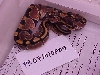 Female 100% het albino - F04 - SOLD
