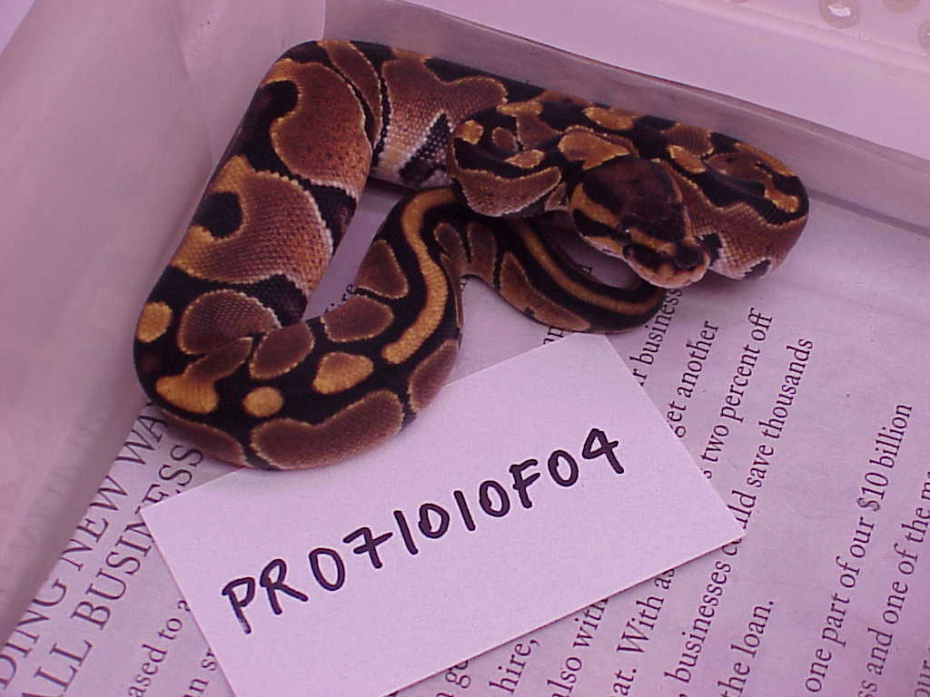 Female 100% het albino - F04 - SOLD