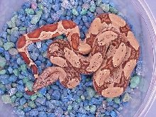 Male hypo - $100
