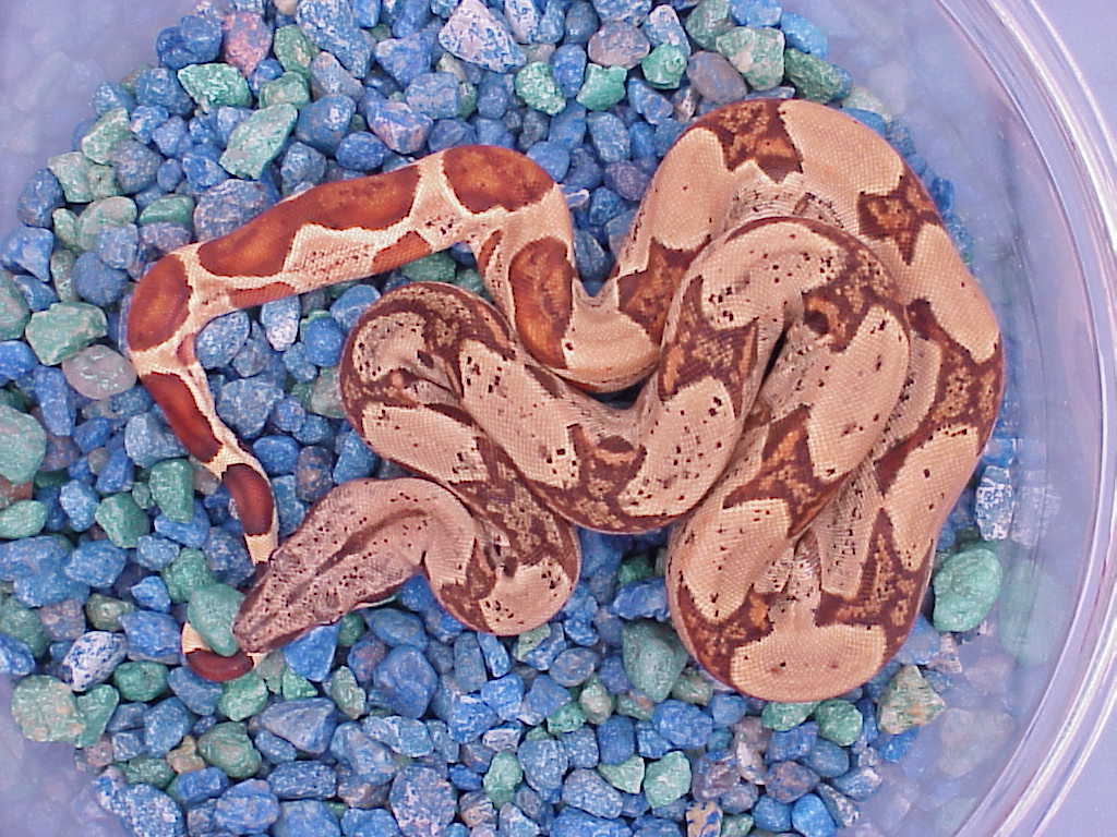 Male hypo - $100