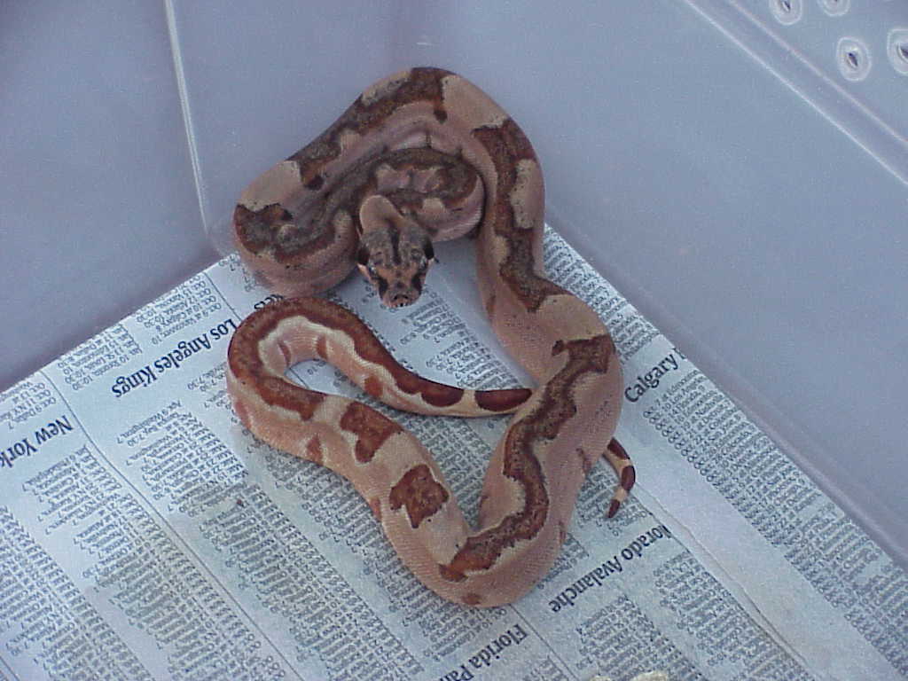 Male partial stripe hypo boa - $250
