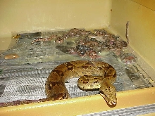Female hypo boa with 2010 litter