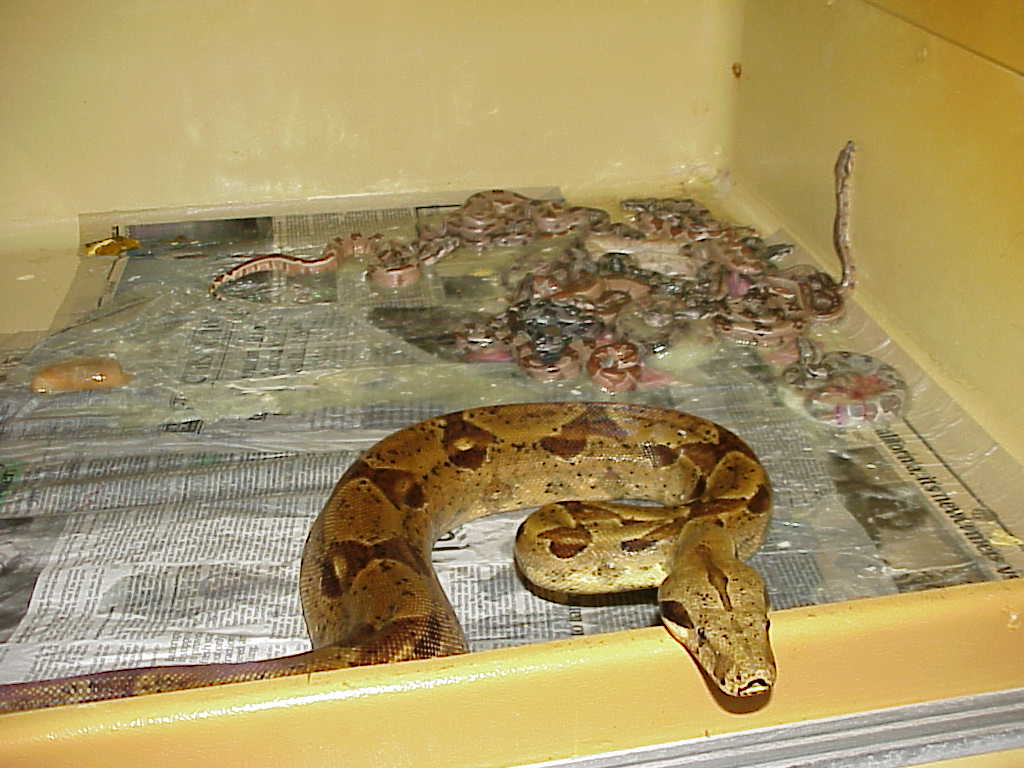 Female hypo boa with 2010 litter