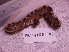 Female 100% het albino - F05 - SOLD