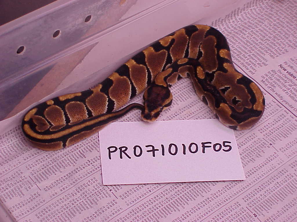 Female 100% het albino - F05 - SOLD