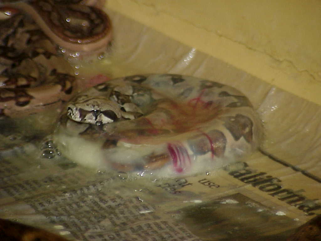 Baby boa still in sac - NFS