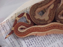 probable super hypo - tail close up