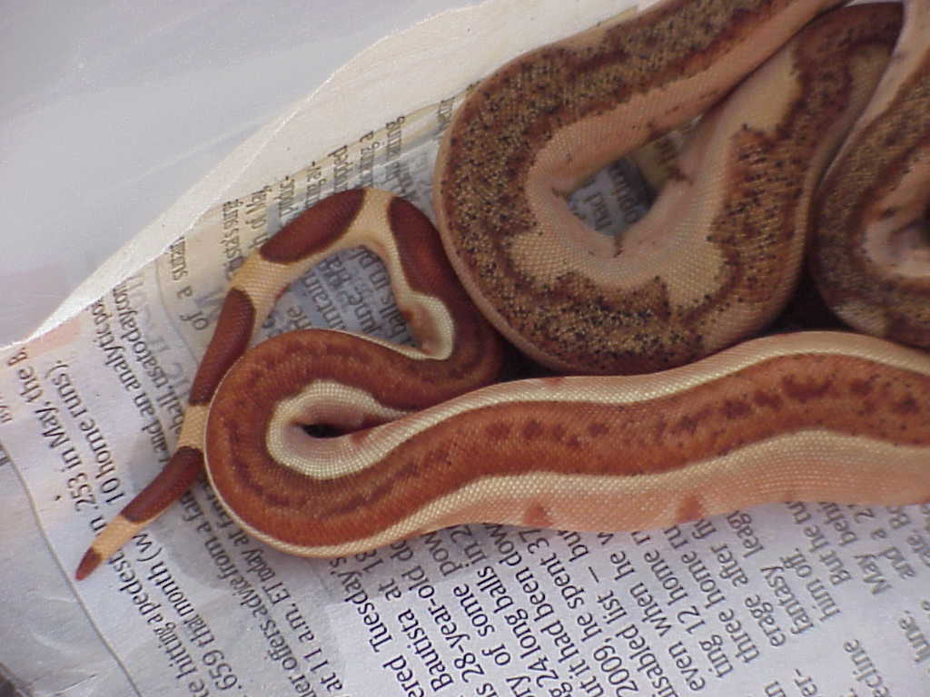 probable super hypo - tail close up