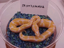 male #2 - 151 grams as of 12/06