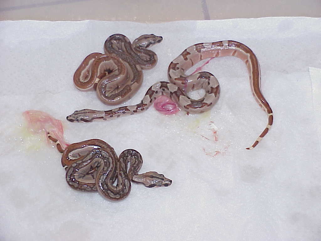 Striped are sold - male in the middle is $250