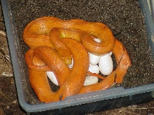 Hypo Glades Rat female with eggs 2011