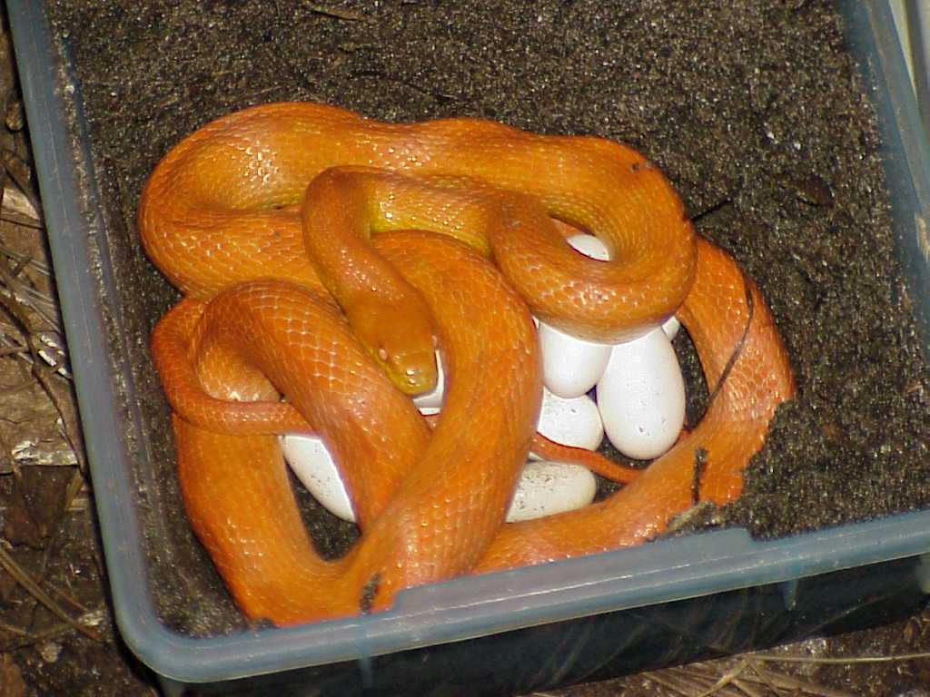 Hypo Glades Rat female with eggs 2011