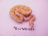Male XX - 117 grams as of 12/06