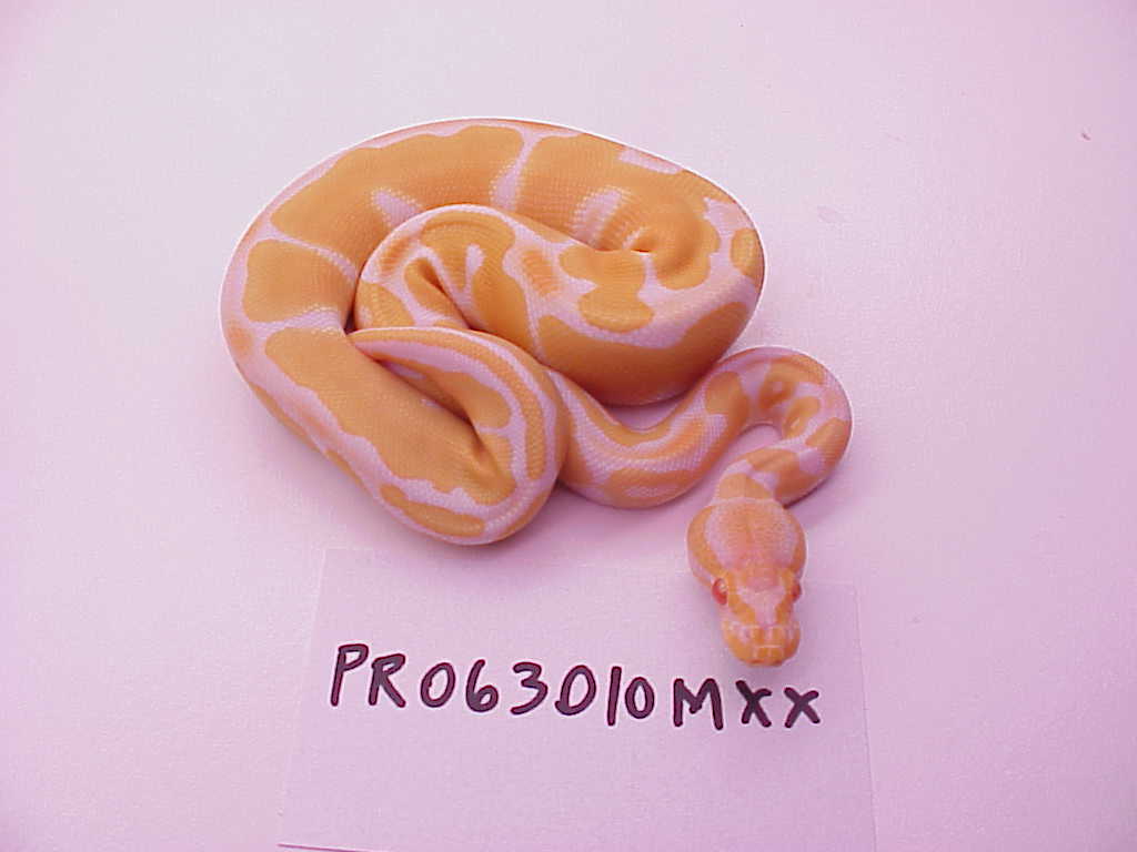 Male XX - 117 grams as of 12/06