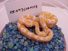 male #3 -  133 grams as of 12/06