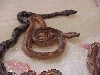 male probable super hypo striped - SOLD