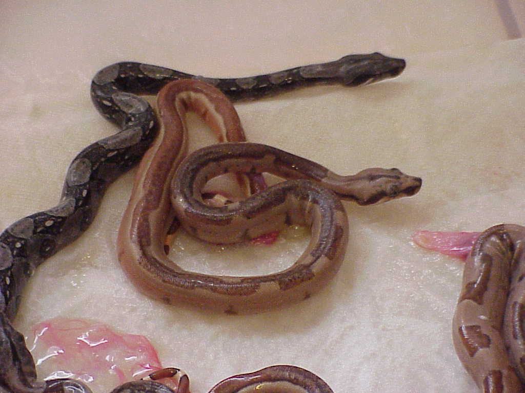 male probable super hypo striped - SOLD