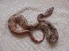 Hypo striped tail - dead